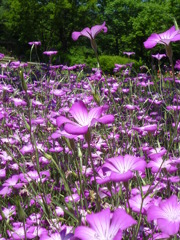 5.28 　津久井湖　花の苑地