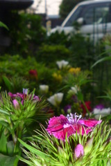 花　庭