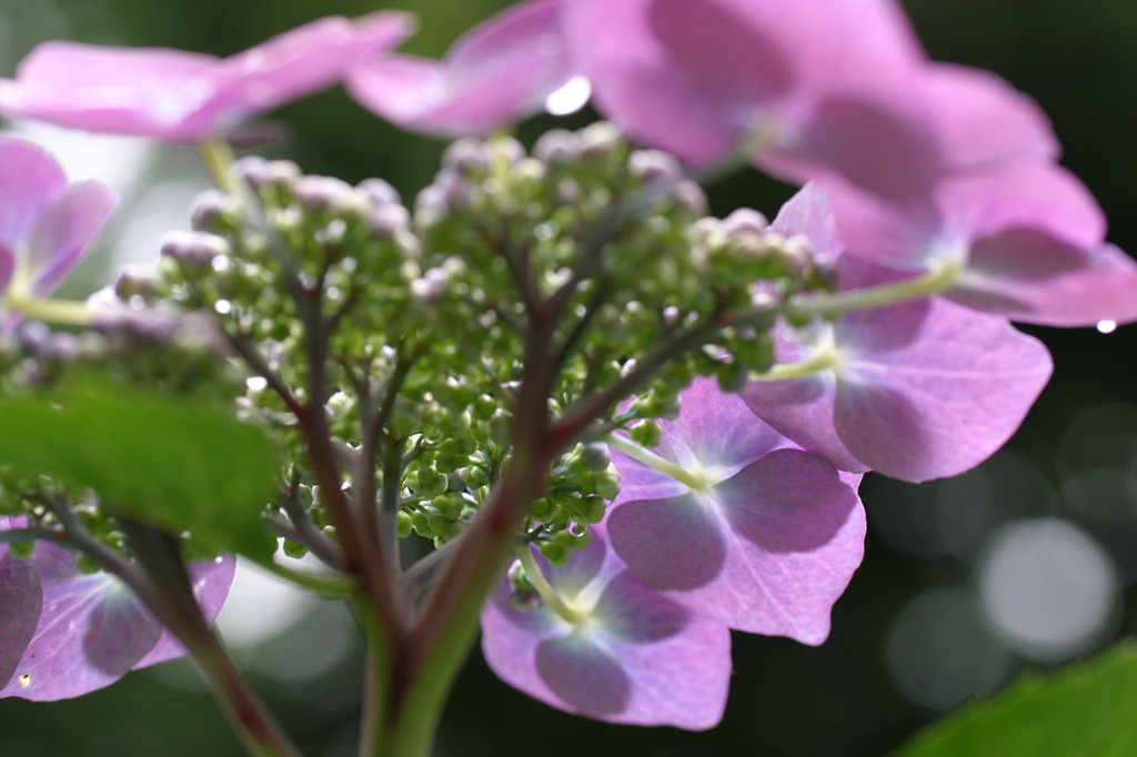 梅雨の草花は美しい　　⑬