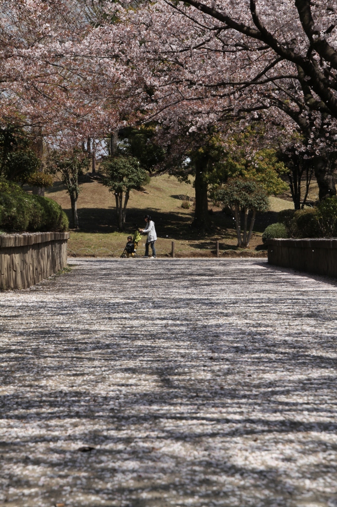 桜化粧