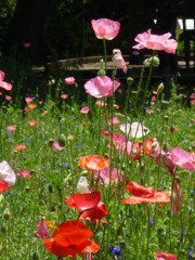 5.28 　津久井湖　花の苑地