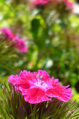 花　ひげなでしこ