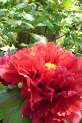 晃花殿