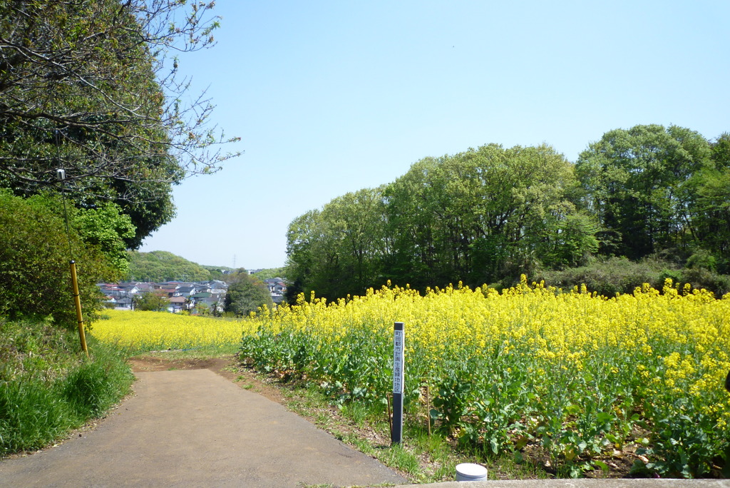 菜の花畑
