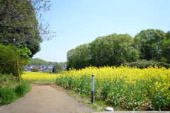 菜の花畑
