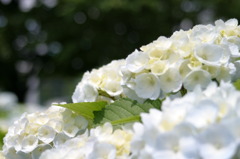 紫陽花　どっちがいいですか？