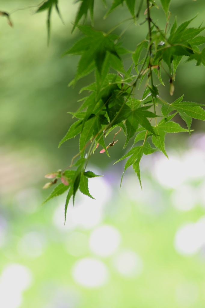 かえで