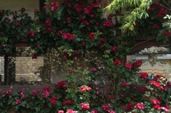 初夏への導き　薔薇