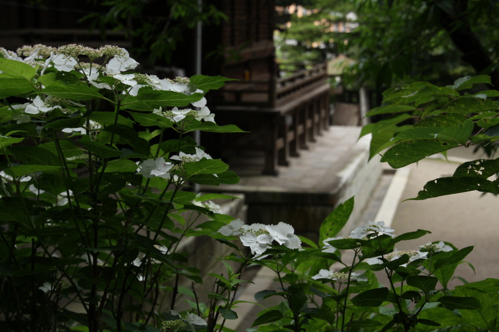 梅雨の草花は美しい　　⑪