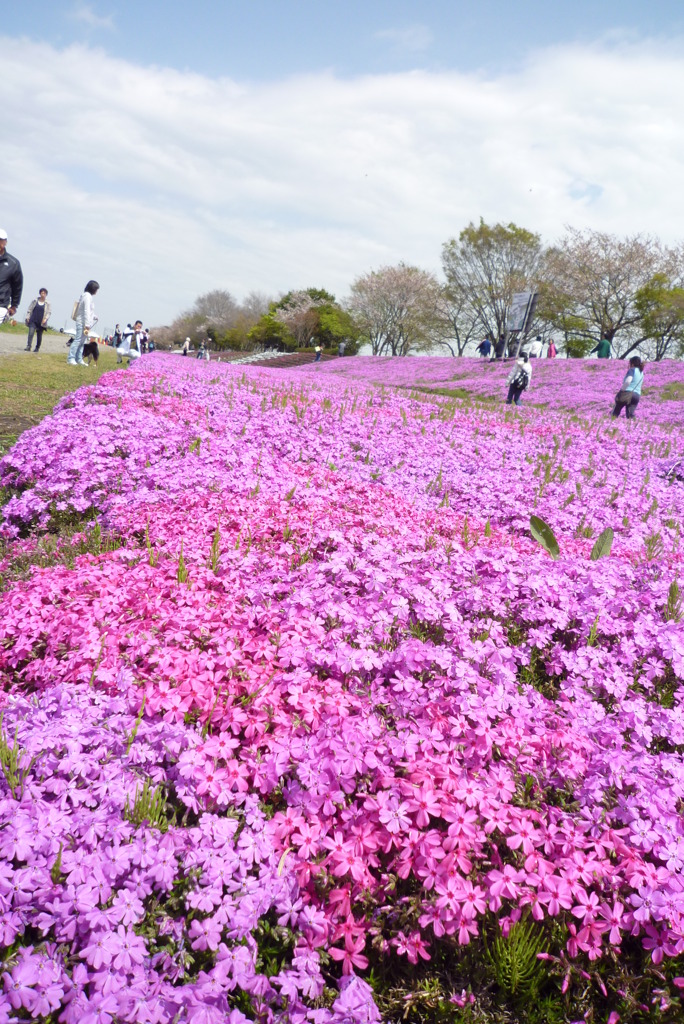 相模川芝桜