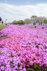 相模川芝桜