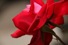 初夏への導き　薔薇