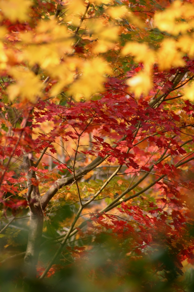 紅葉の錦
