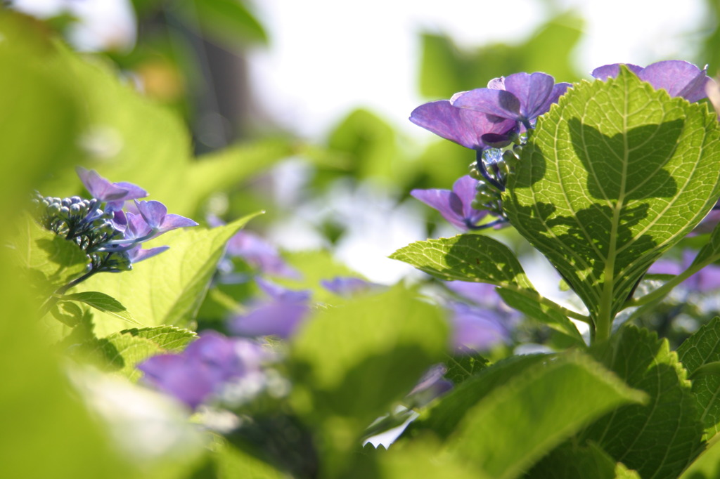 6.21紫陽花