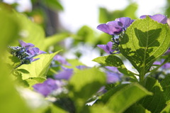 6.21紫陽花