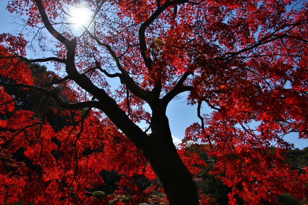 紅の舞