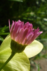 5月2日　庭の花