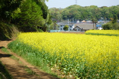 菜の花畑