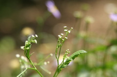 6.7 庭 三つ葉の花