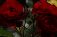 初夏への導き　薔薇