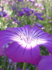 5.28 　津久井湖　　花の苑地