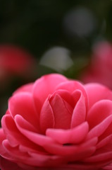 椿