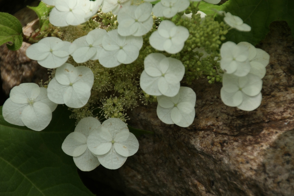 梅雨の草花は美しい⑥