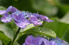 6.23 また紫陽花