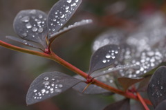 梅雨の草花は美しい　　⑲