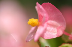 グラニュー糖をまぶした花弁