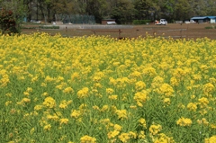 菜の花畑に癒されて