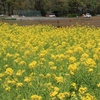 菜の花畑に癒されて