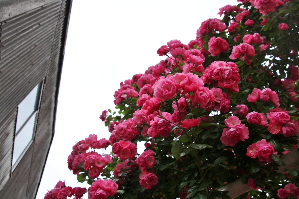 初夏への導き　薔薇