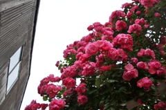初夏への導き　薔薇