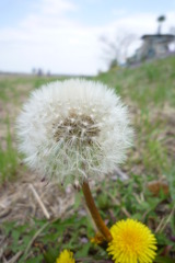 ふわふわ綿毛