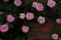 初夏への導き　薔薇