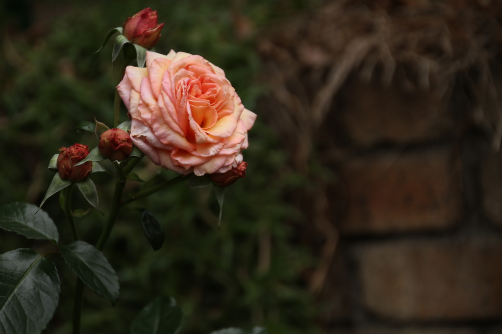 初夏への導き　薔薇