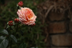 初夏への導き　薔薇
