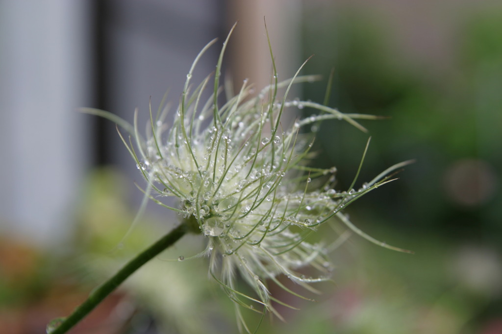 レンズも付け替えて・・オキナソウの花の後