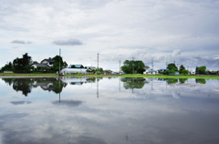 水田(Paddy field)