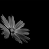 秋桜