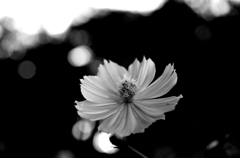 秋桜