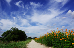 Orange Cosmos Landscape