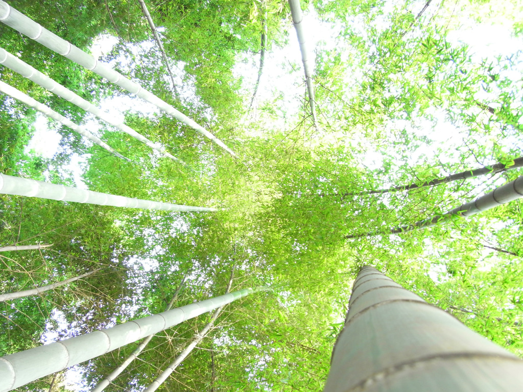 竹林上方