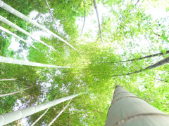 竹林上方