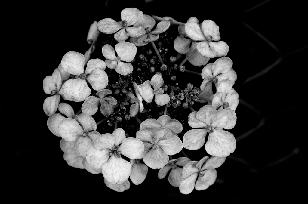 紫陽花