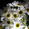 菊
