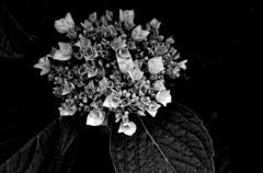 紫陽花