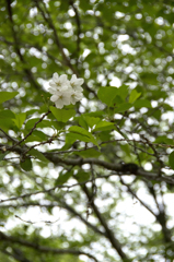 2013424遅咲きの桜