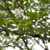 2013424遅咲きの桜